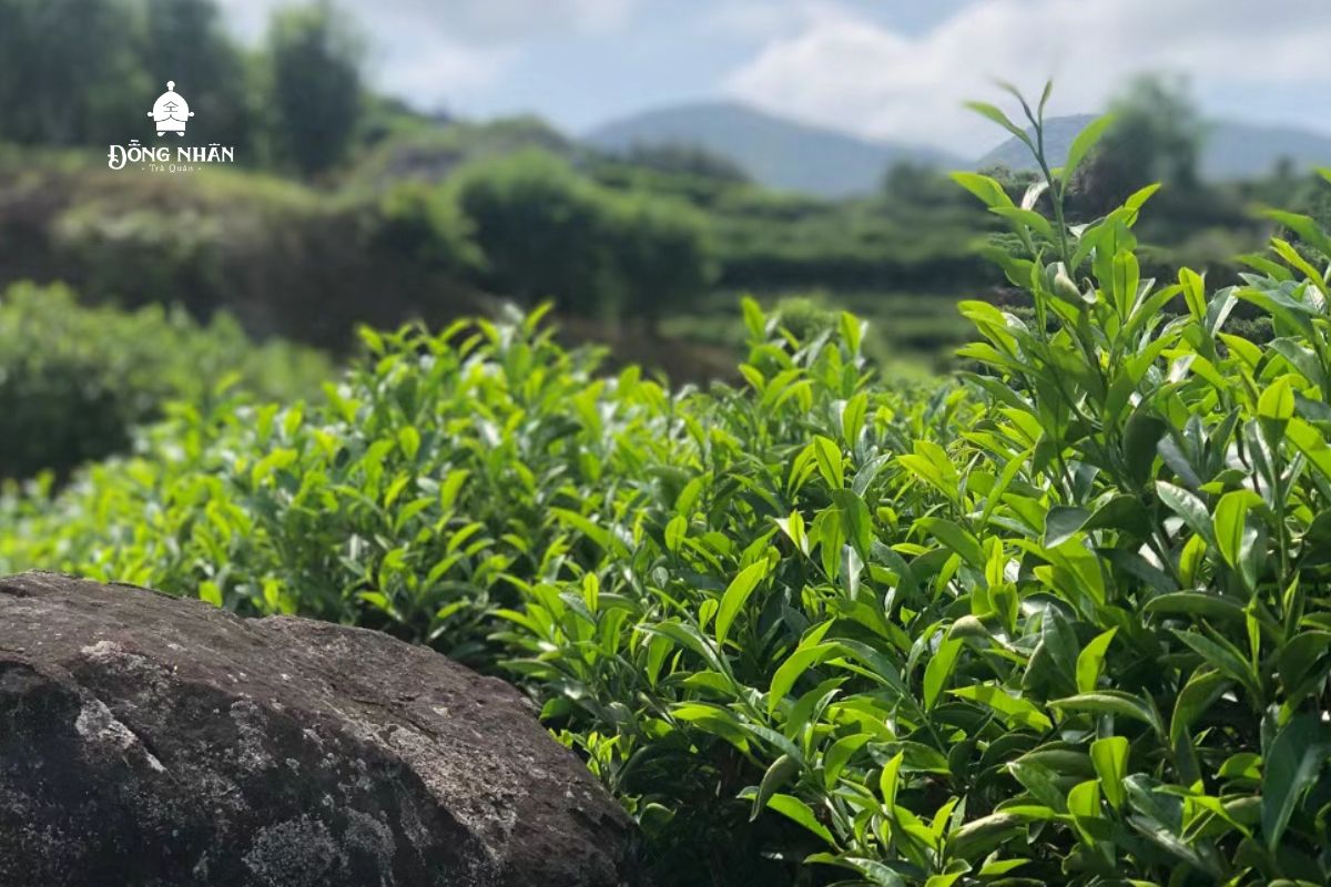 KHÁM PHÁ 10 HƯƠNG HOA ĐỘC ĐÁO CỦA TRÀ PHƯỢNG HOÀNG ĐƠN TÙNG