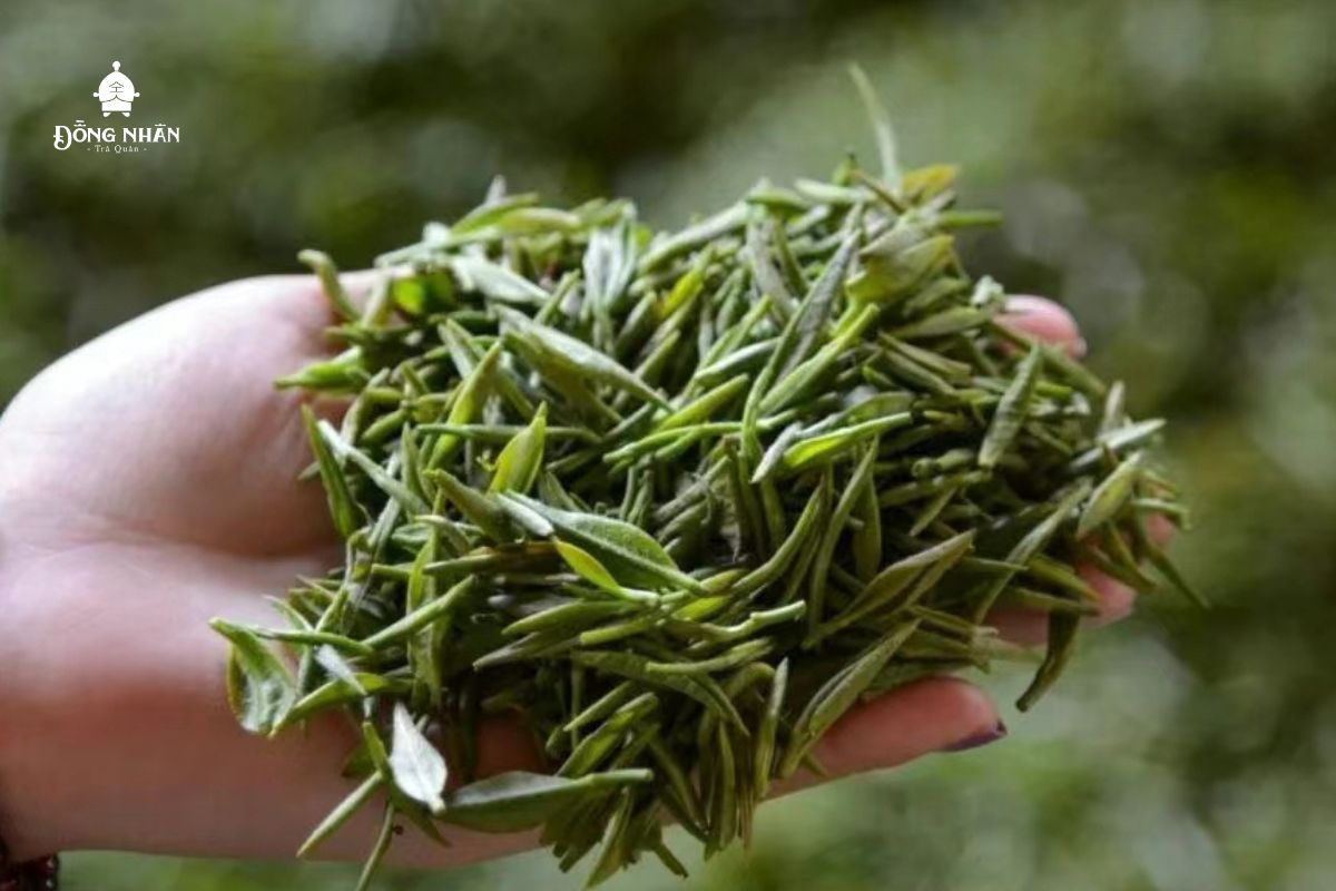 CÓ NHỮNG LOẠI TRÀ XUÂN NÀO? SỰ KHÁC BIỆT GIỮA TRÀ XUÂN VÀ TRÀ THU LÀ GÌ?