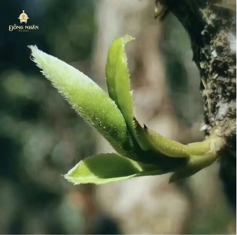 Trà Bạch Hào Ngân Châm