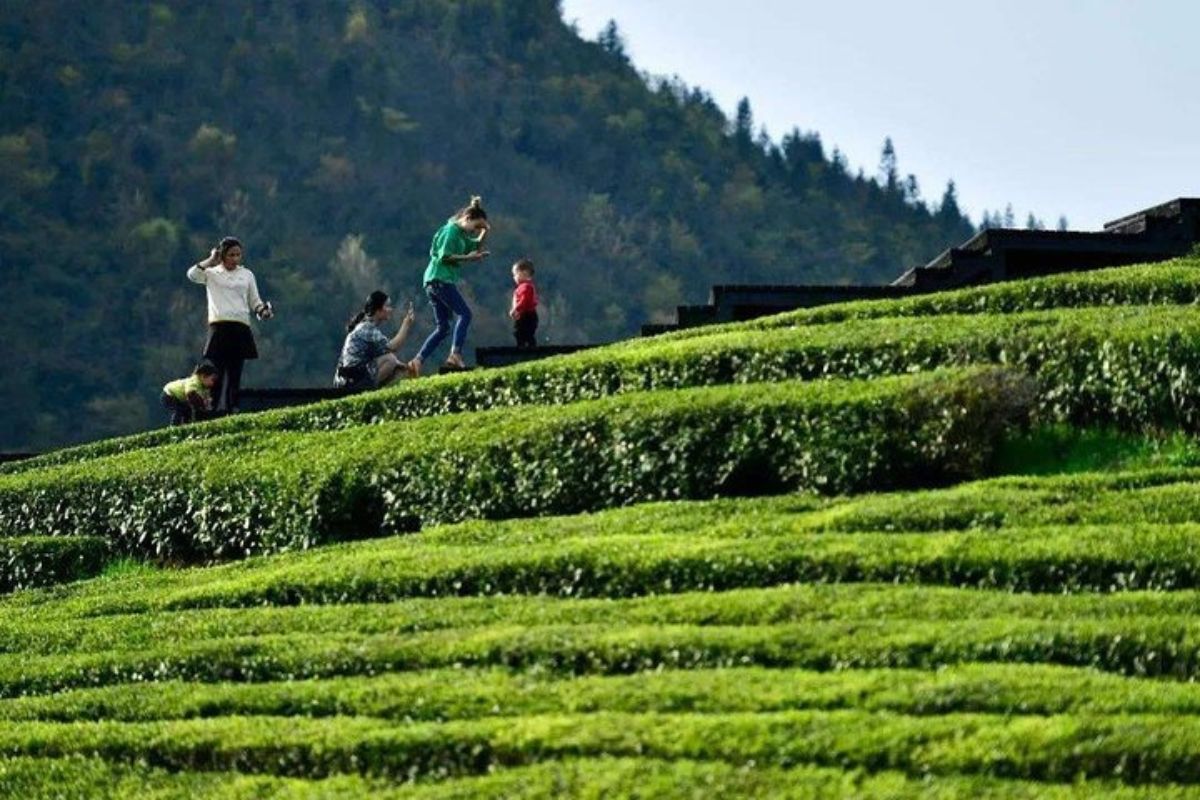 Khách du lịch có thể đến Lão Trại thăm quan và trải nghiệm cách sản xuất trà